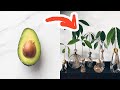 Homepage Plants &Love 20 fwEVJw1Q-Gs