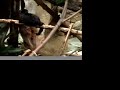Three-Toed Sloth (by TagTooga.com)