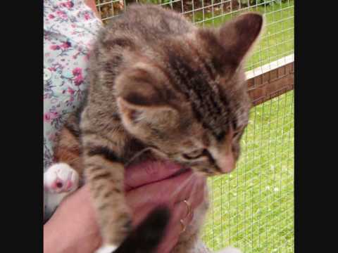 Cats Protection Wear Valley & Darlington Kittens needing Homes