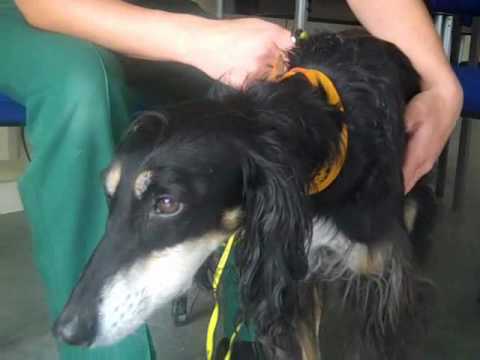 Dogs Trust Darlington: A special appeal for Anna and Cleo