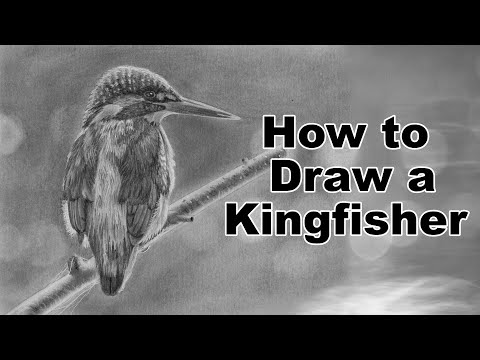 video-linktoworks-How to Draw Realistic Birds - Kingfisher - Real Time...