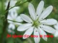 floare alba