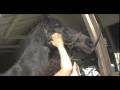 videos de Horse Massage