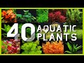Aquarium Plant Species List With Pictures