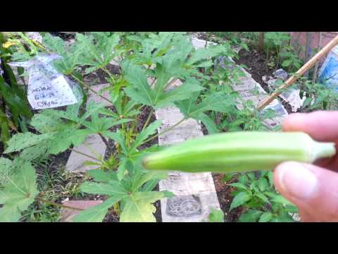 how to harvest okra