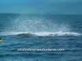 orca saltando sobre hombre en kayak