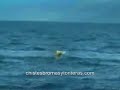 orca saltando sobre hombre en kayak