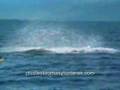 Orca saltando sobre hombre en Kayak