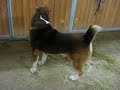 Central Asian Shepherd Dogs - at play (2/2)