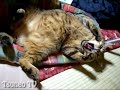 sleeping tsuneo in the house