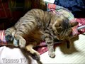 sleeping tsuneo in the house