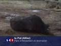 Naissance d'un bébé éléphant au PAL
