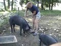 little john meets his 75 kg aunt betty...a few month ago suddenly betty s little brother died. to stop her sadness we bought her a new one. see how they need time to get used to each other, share their first morningpee- that lasts for over a minute- and go out for a walk...