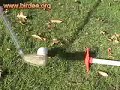 Birdee golf