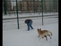 Ciko playing in the snow