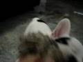 Bulldog Francés video