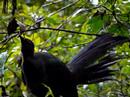 Lyre Bird - Sherbrooke Falls Lyre Bird - Sherbrooke Falls