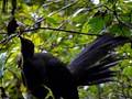 Lyre Bird - Sherbrooke Falls