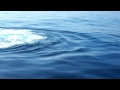 Pilot Whale in Bay Newfoundland September 2010