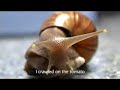 Slug Opera