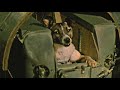 Laika la estrella - Ciencia - «Misterios»