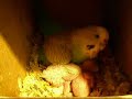 Good Mother Budgerigar Looking after chicks in nestbox Good Mother Budgerigar Looking after chicks in nestbox