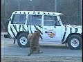 Tiger Eat Tuna? Tiger Eat Tuna?