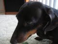 My Evil Weiner Dog