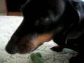 My Evil Weiner Dog