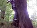 marrokaan in de boom