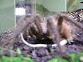 Aranha comendo lagartixa Aranha comendo lagartixa
