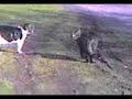 wild kats