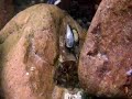 chasse sous marine en bretagne bar sar homard lieu agachon