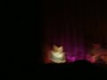Sara Bareilles-Love Song 2/27/08