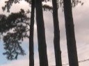 Drowning In Pine Needles, A Redneck Opera