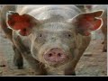 ??? ???? ? ????? ????????? Nasrallah and the Animals ??? ???? ? ????? ????????? Nasrallah and the Animals
