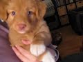 Daintree Duck Tollers- Bhindi Daintree Duck Tollers- Bhindi