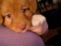 videos de Daintree Duck Tollers- Bhindi