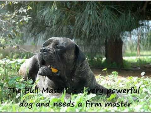 bullmastiff