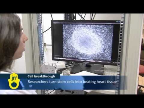 reprogrammed stem cells - For the first time ever, scientists have transformed normal skin cells into healthy beating heart tissue. Researchers based in Haifa in Israel, say they hope...