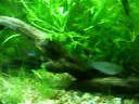 acuario plantado , 1 mes 1/2 , 45 lt .