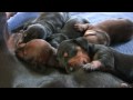 Dachshund - Cute 10 Day Old Puppies