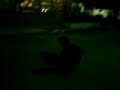 MOV00457