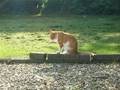 Little red cat in the sun