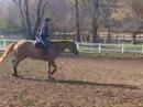 Kings Ransom Trot