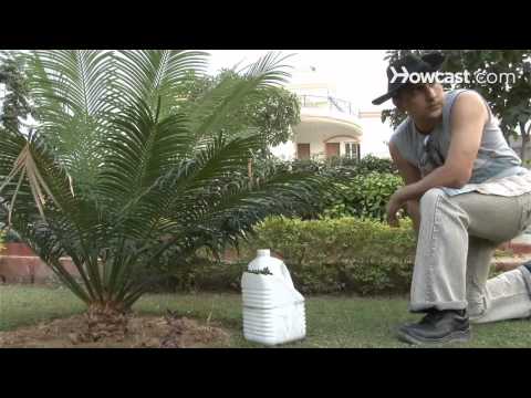 how to fertilize tuberous begonias