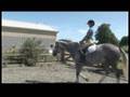 Horse Care & Riding : How to Trot Your Horse