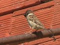 Passero mattugio (Passer montanus)