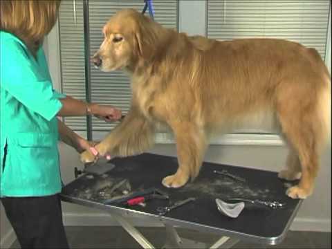 How to Groom Golden Retriever  Jodi Murphy Instructional Series DVD