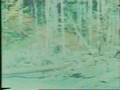 the patterson bigfoot footage